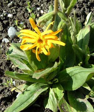 Arnika Blüte Arnika