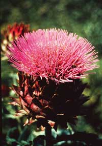 Artischoken Blüte Artischoken Blüte